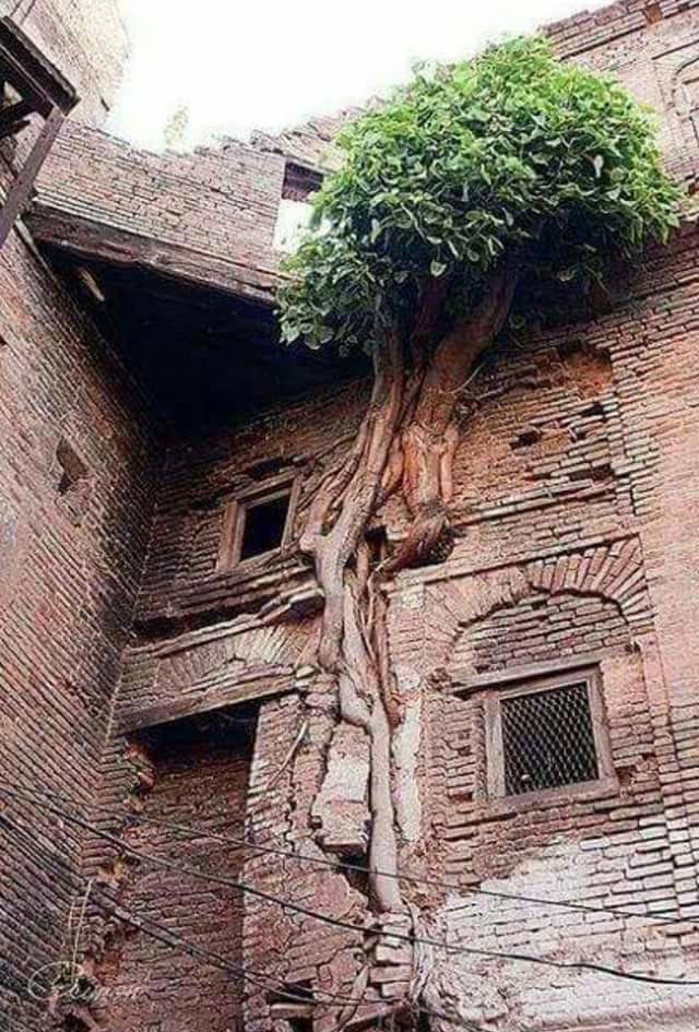 Дерево срослось с брошенным домом (Пакистан)