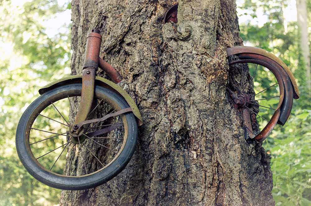 Дерево, которое съело велосипед.