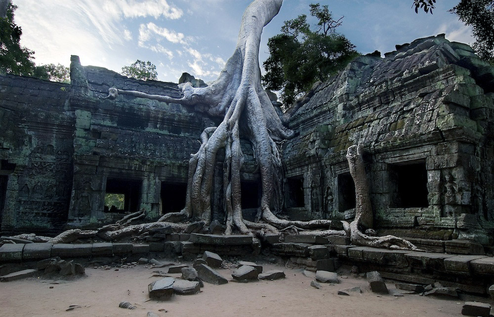 Корни гигантского дерева разрушают древний храм