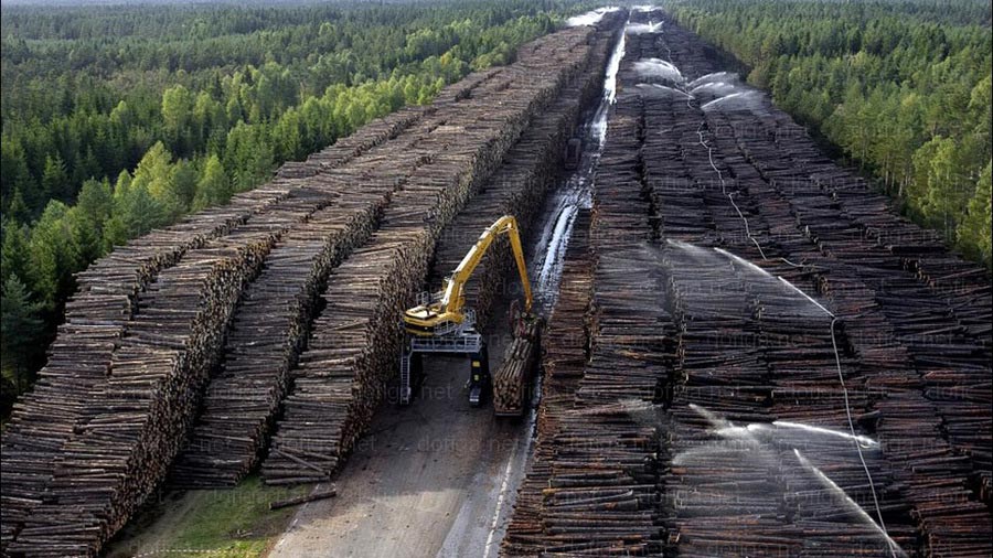 Гигантские залежи древесины в Швеции