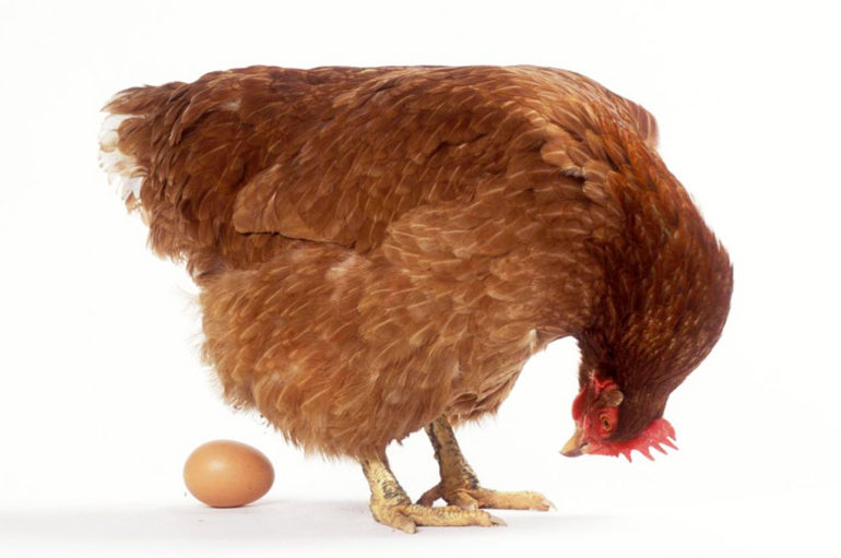 Как делают яйца