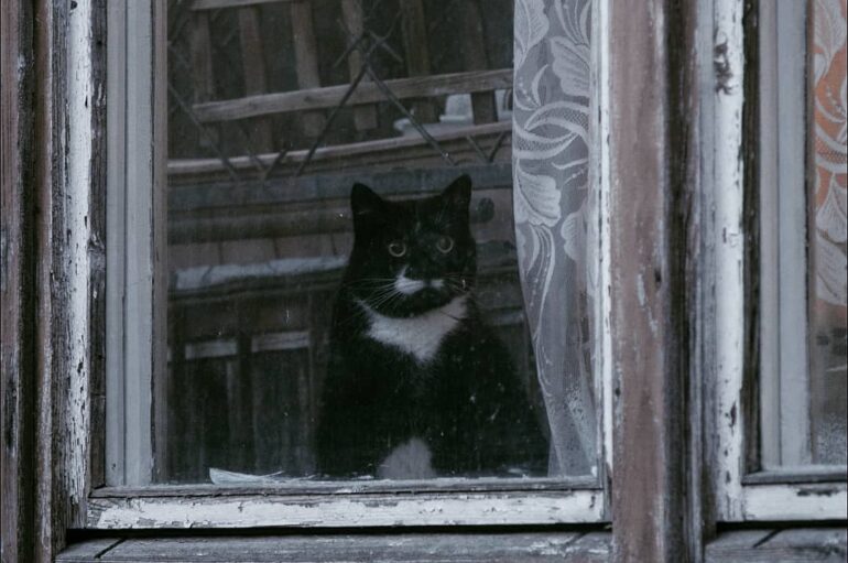 Кошки — главные жители городов, бесстрашные герои окон, балконов и крыш